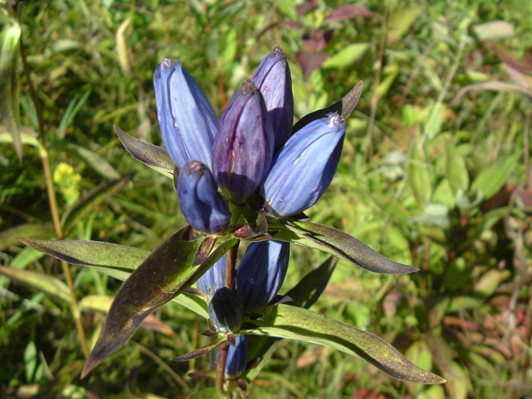 Closed Flowers<br>(Location of Picture: Grant FP, N. Il, USA, Sept 13, 2010)