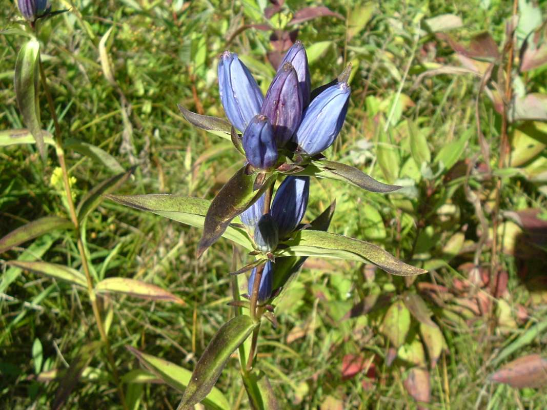 Top of Plant in Bloom<br>(Location of Picture: Grant FP, N. Il, USA, Sept 13, 2010)