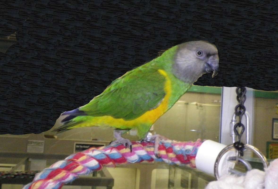 Side View<br>(Location of Picture: Pet Sotre, N. Illinois, May 2011)