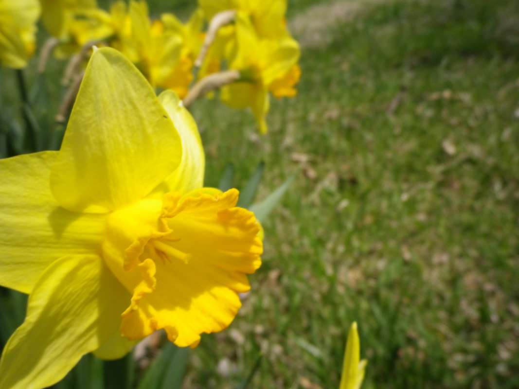 Flower - Angle View<br>(Location of Picture: Garden, Round Lake, Il, Apr 30,2011)
