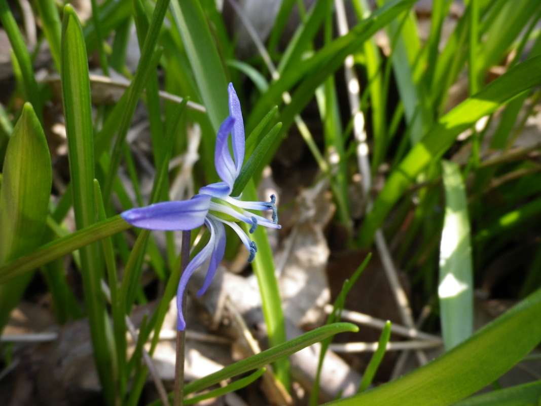 Flower - Side View - Close<br>(Location of Picture: Round Lake, Il, USA, Spring, 2011)