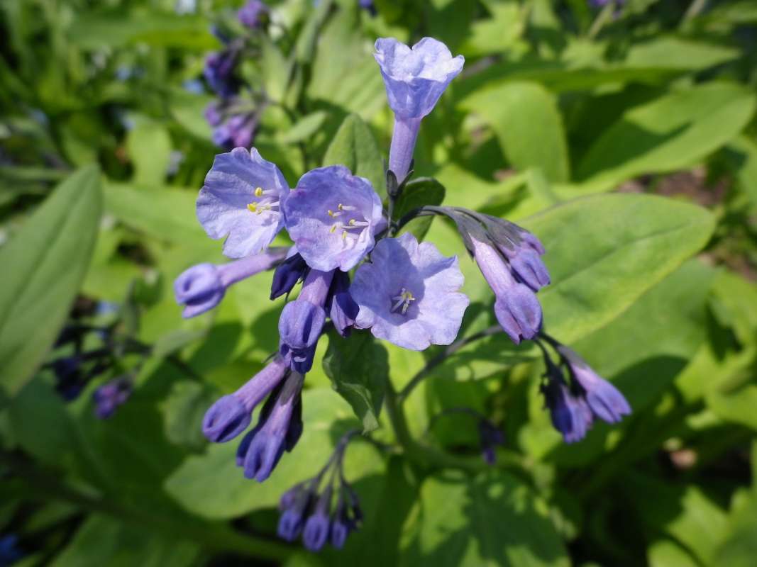 Top of Plant in Bloom