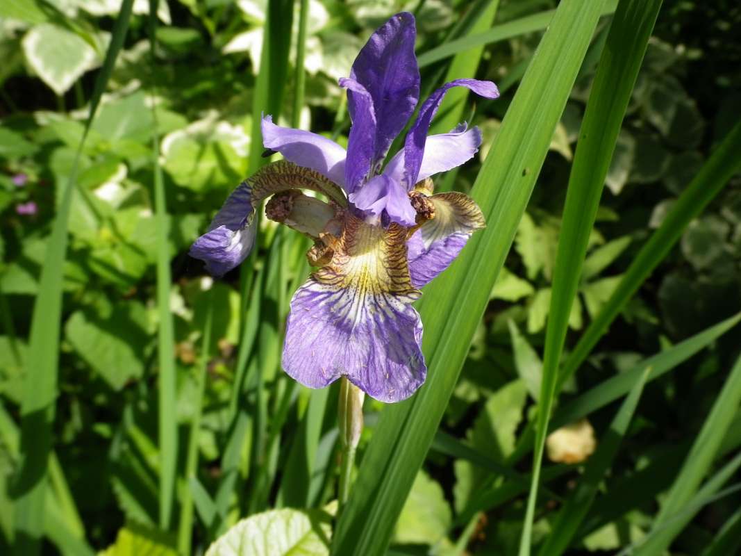 Leaf with Flower<br>(Location of Picture: Private Garden, McHenry, Il. 2011)
