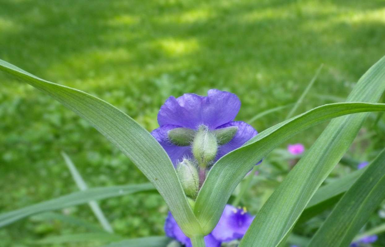 Flower - Rear View<br>(Location of Picture: Garden, McHerny, Il, USA, VI 12, 11)