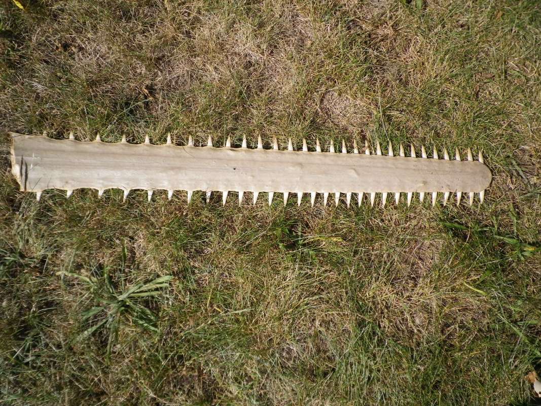 40  Inch Bill on Lawn, 29 Teeth Each Side<br>(Origin of the Specimen: Carmen, Campecthe, Mexico, 1954)