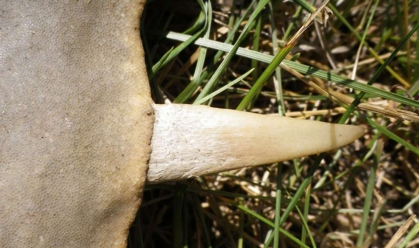 Single Tooth<br>(Origin of the Specimen: Carmen, Campecthe, Mexico, 1954)