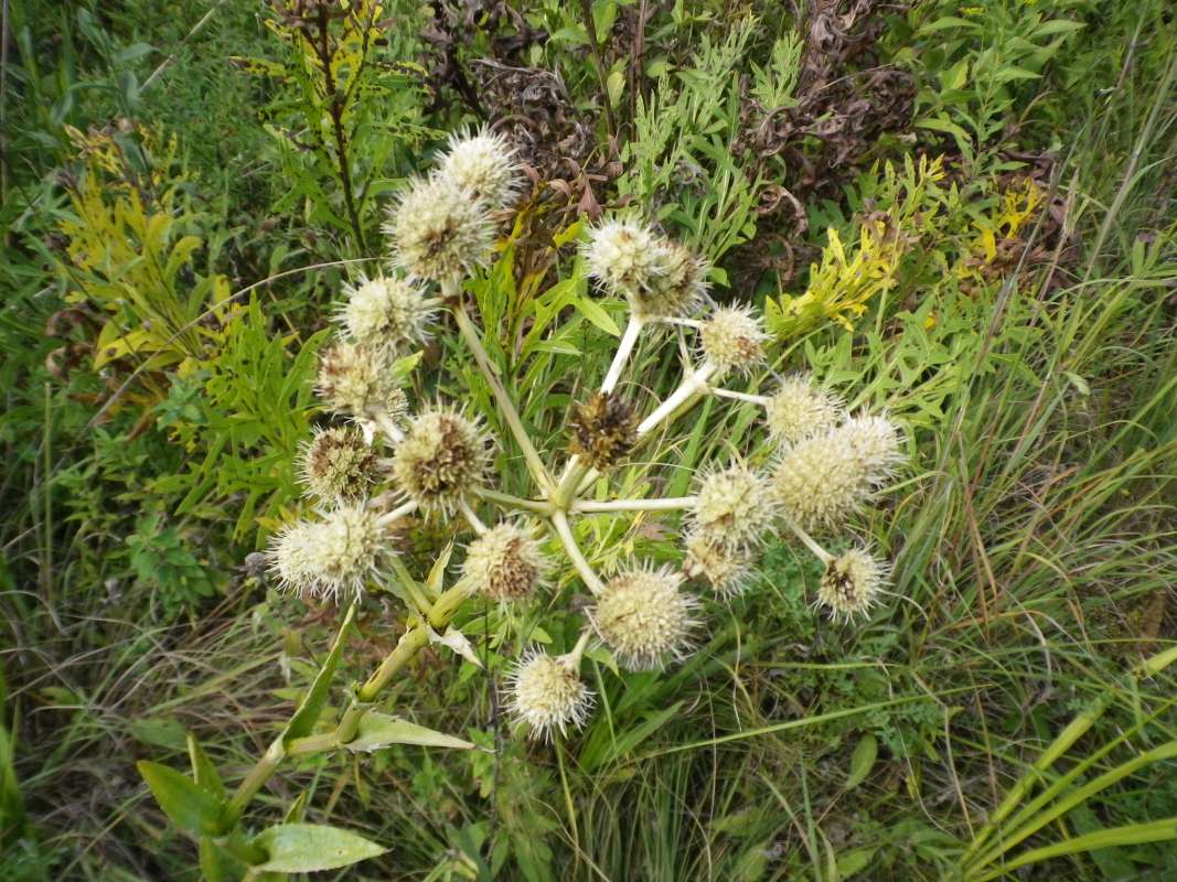Seed Head Umbel<br>(Location of Picture: Grant FP, Lake Co, Il, USA, 2011)