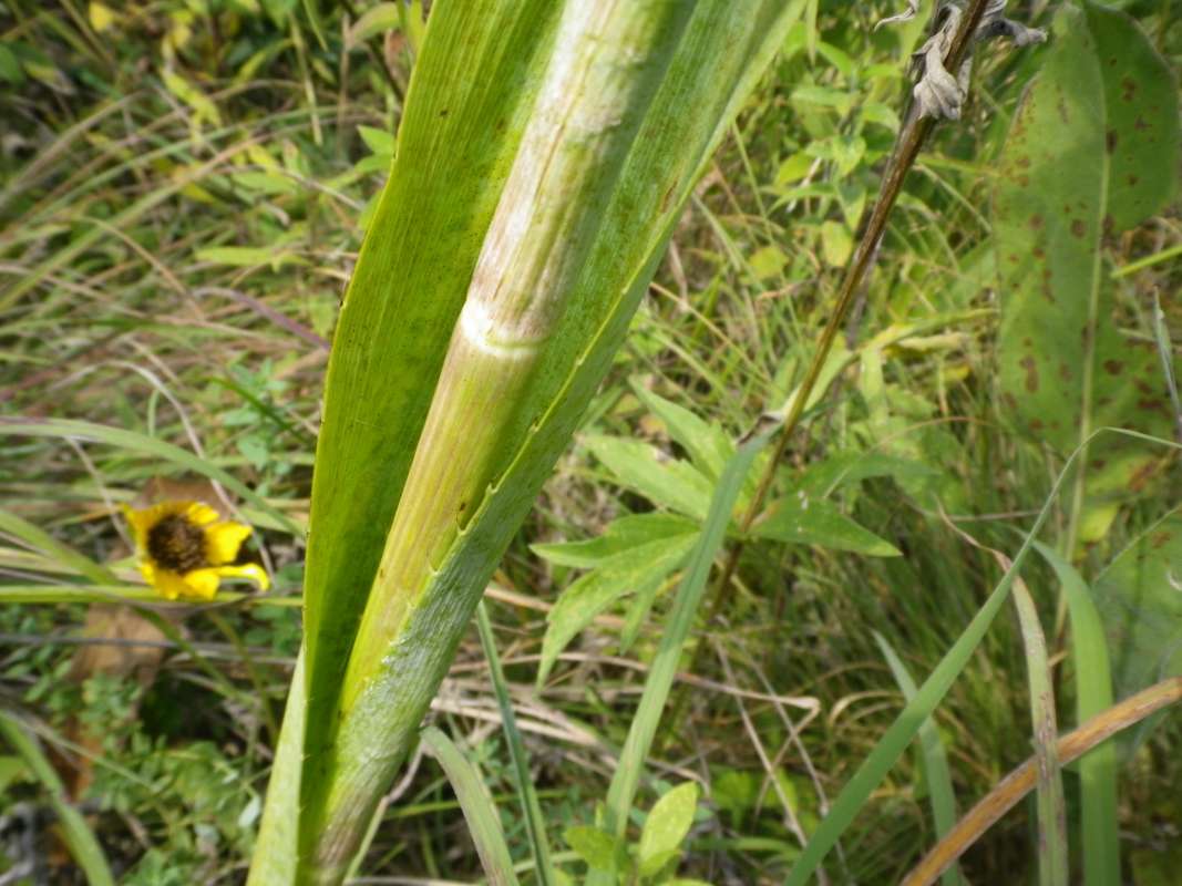 Stalk<br>(Location of Picture: Grant FP, Lake Co, Il, USA, 2011)