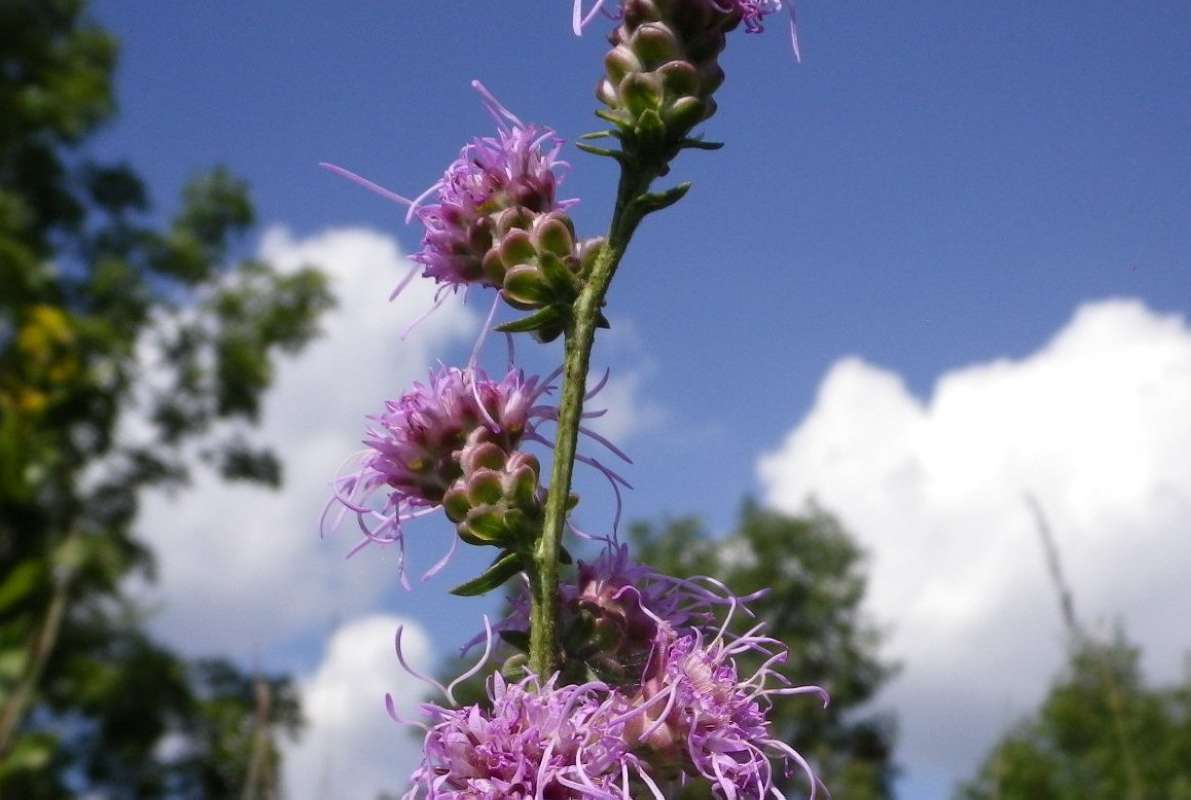Rounded Bracts<br>(Location of Picture: Grant FP, N. Il, USA, Sept 11, 2011)