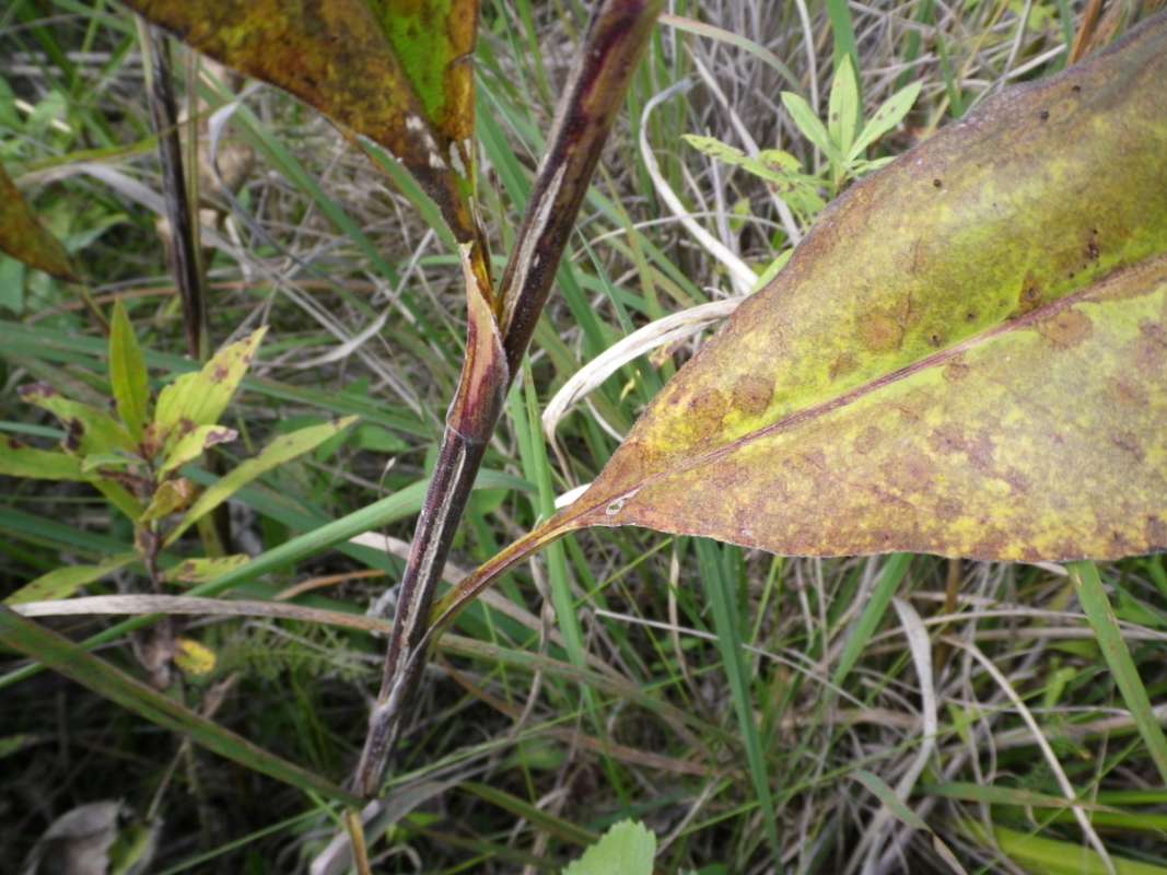 Lower Stem<br>(Location of Picture: N. Zion Beach, Il, USA, Oct 7, 2011)