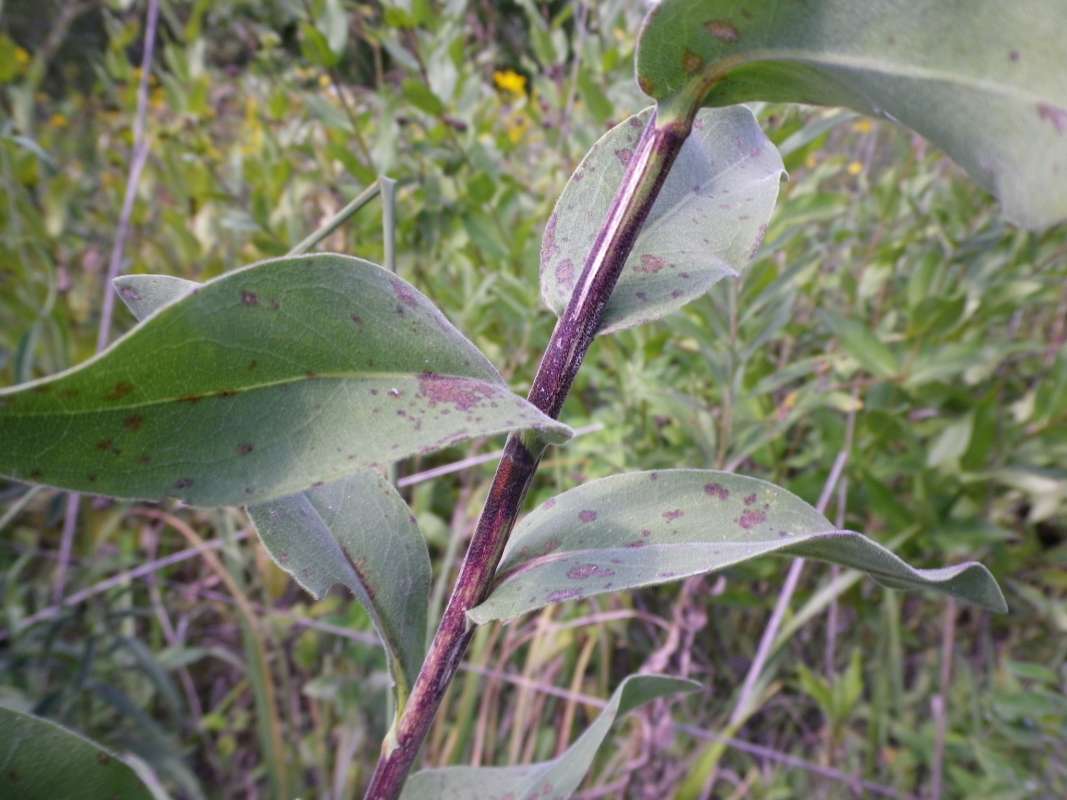 Middle Stem<br>(Location of Picture: N. Zion Beach, Illinois, USA, 2011)