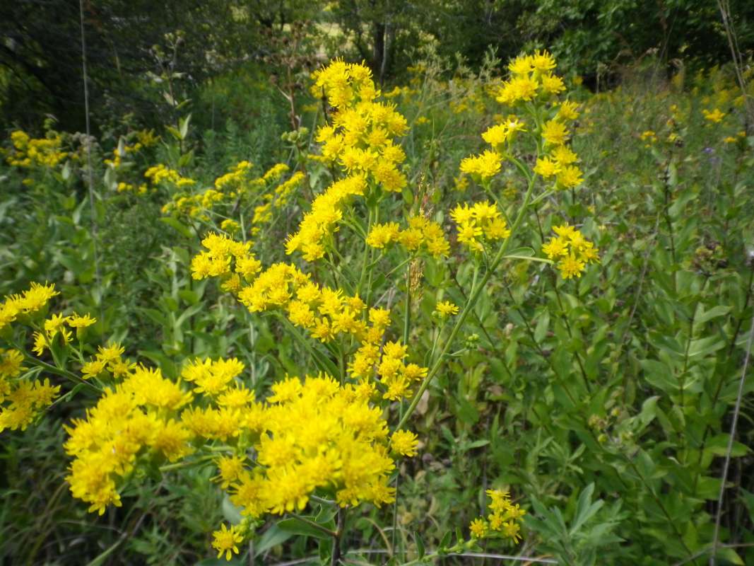 Habitat<br>(Location of Picture: N. Zion Beach, Illinois, USA, 2011)