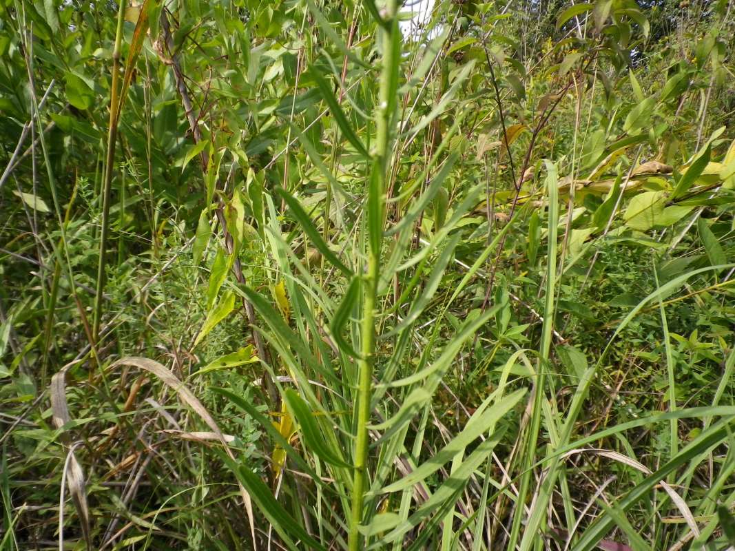 Stem<br>(Location of Picture: Grant FP, N. Il, USA, Sept 12, 2011)