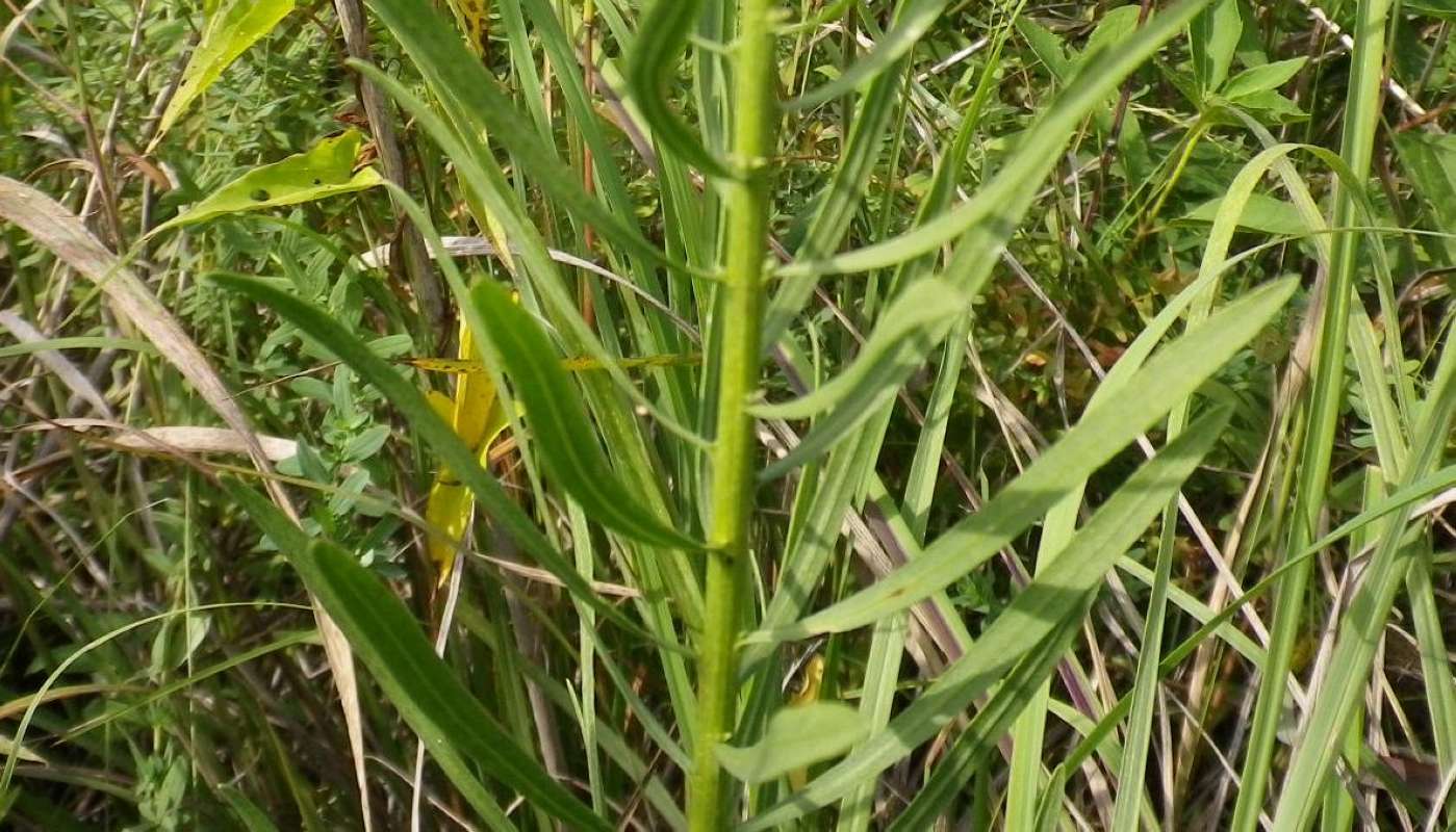 Leaves<br>(Location of Picture: Grant FP, N. Il, USA, Sept 12, 2011)