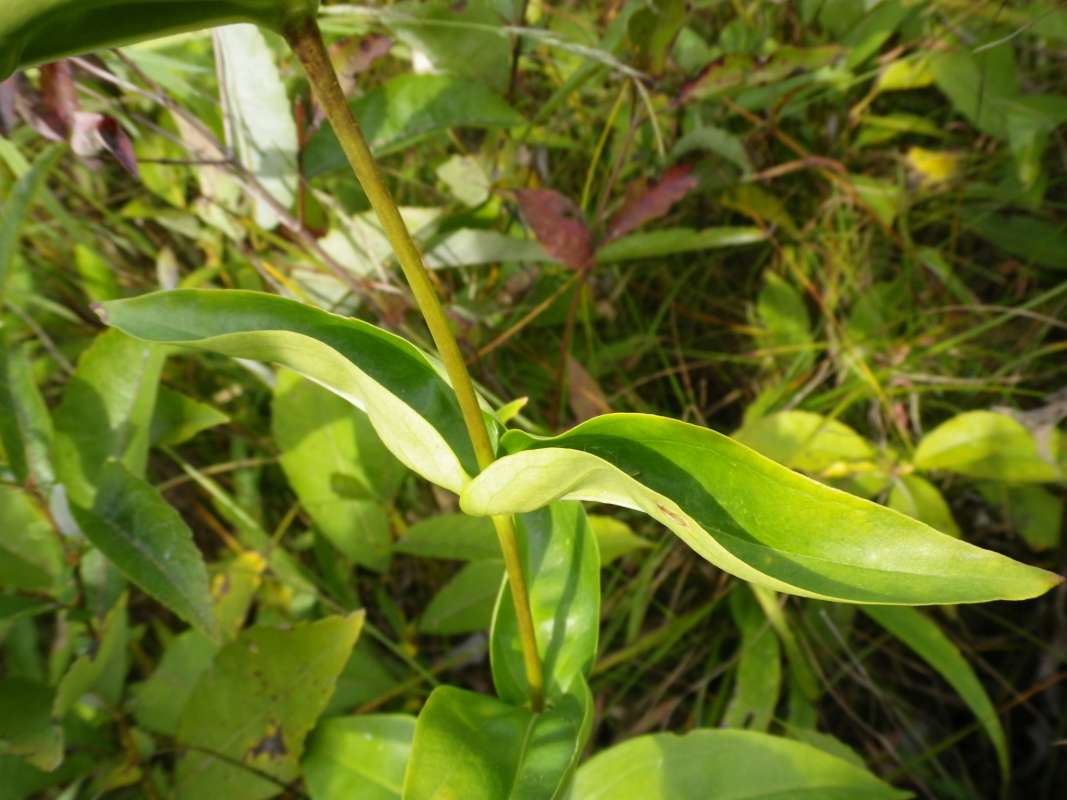 Paired Leaves<br>(Location of Picture: Grant FP, N. Illinois, Sept 12, '11)