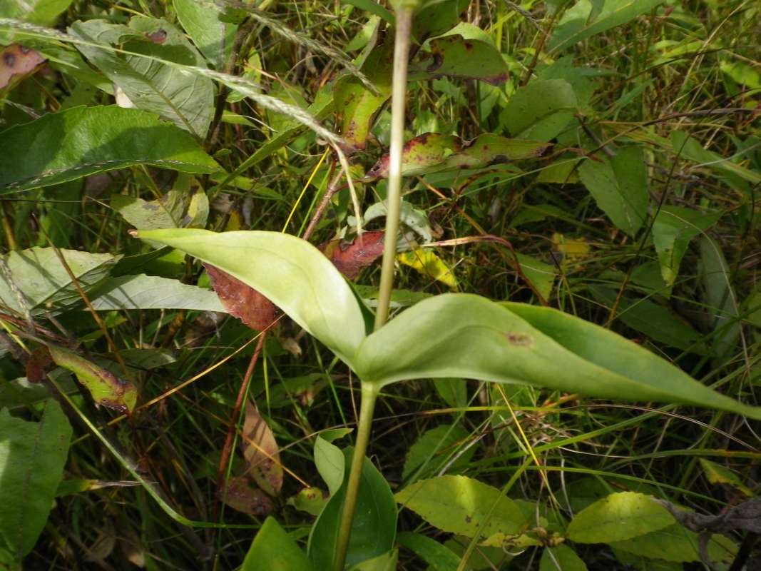 Stem<br>(Location of Picture: Grant FP, N. Illinois, Sept 12, '11)