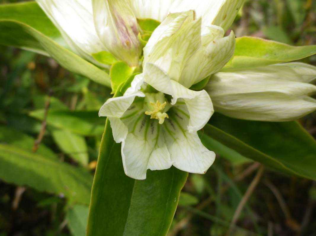Flower - Front View<br>(Location of Picture: Grant FP, N. Illinois, Sept 12, '11)