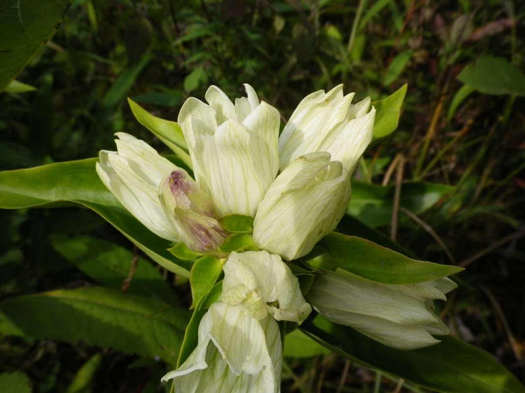 Flower - Side View<br>(Location of Picture: Grant FP, N. Illinois, Sept 12, '11)