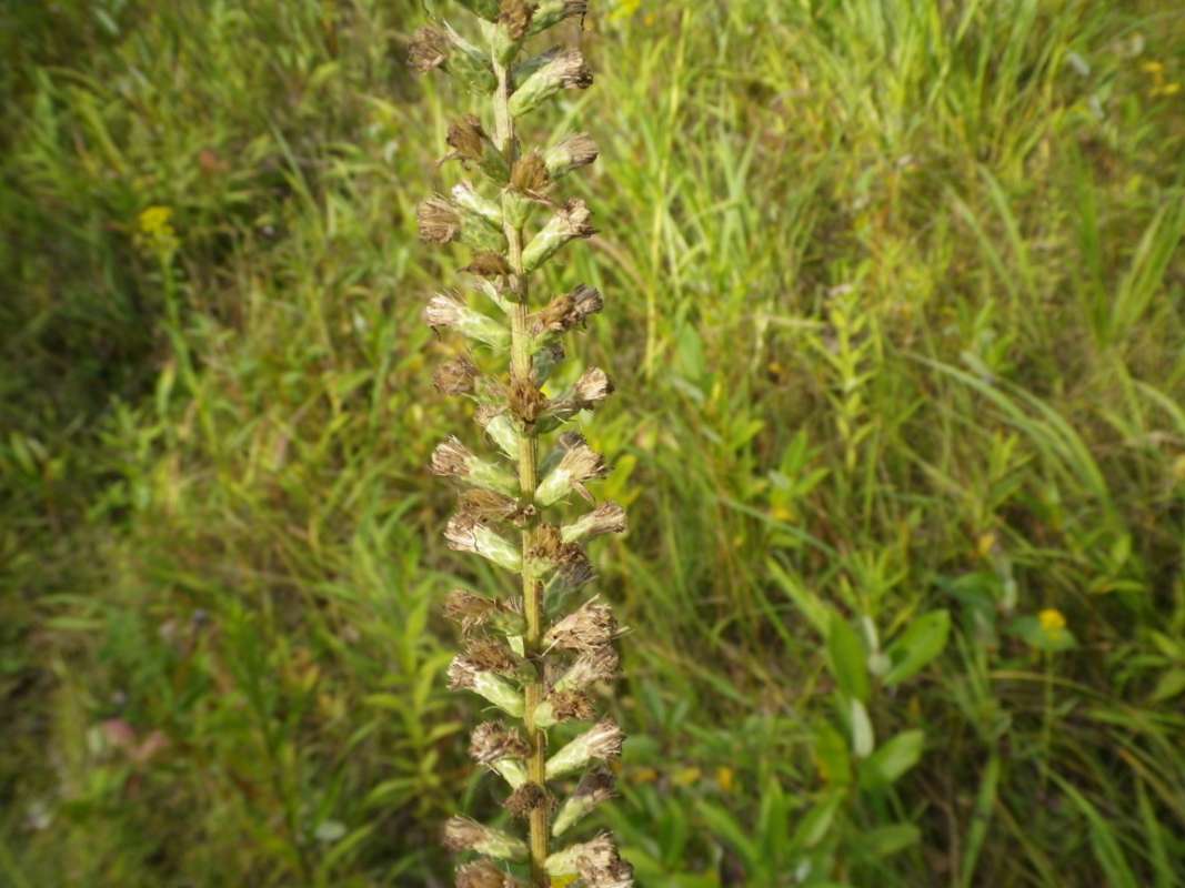 Top of Plant - Post Bloom<br>(Location of Picture: Grant Woods, Sept 11, 2011)