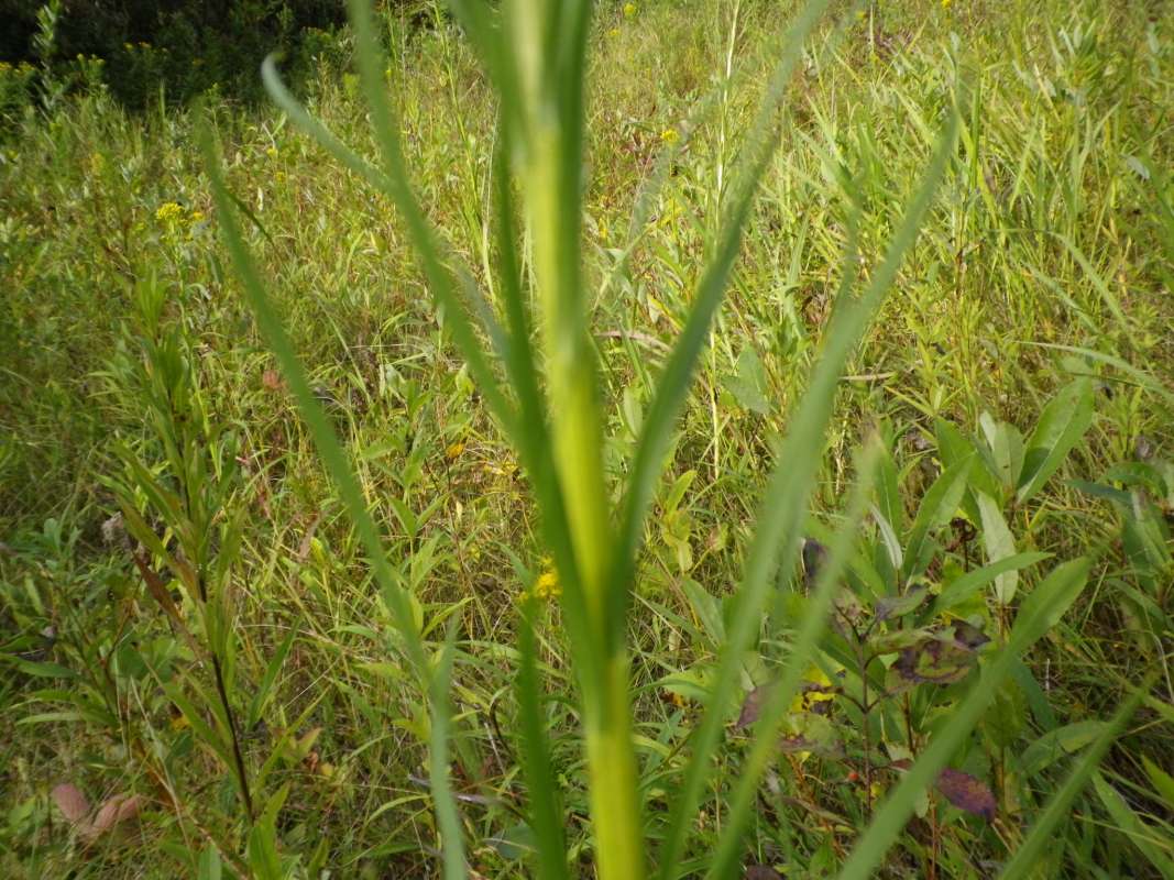 Leaves and Stem<br>(Location of Picture: Grant Woods, Sept 11, 2011)