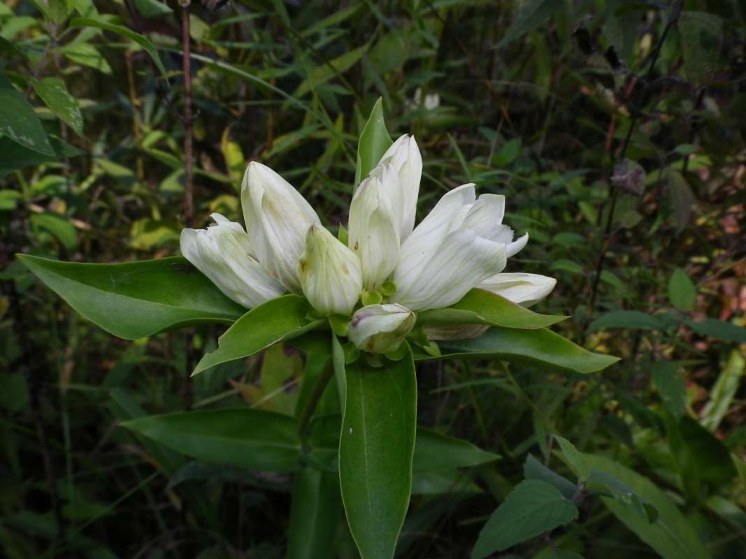 Top of Plant in Bloom<br>(Location of Picture: Grant Park, Illinois)