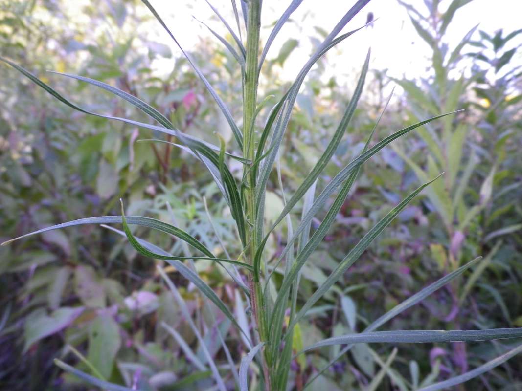 Stem<br>(Location of Picture: Grant FP, Lake Co, Il, USA, IX 17)