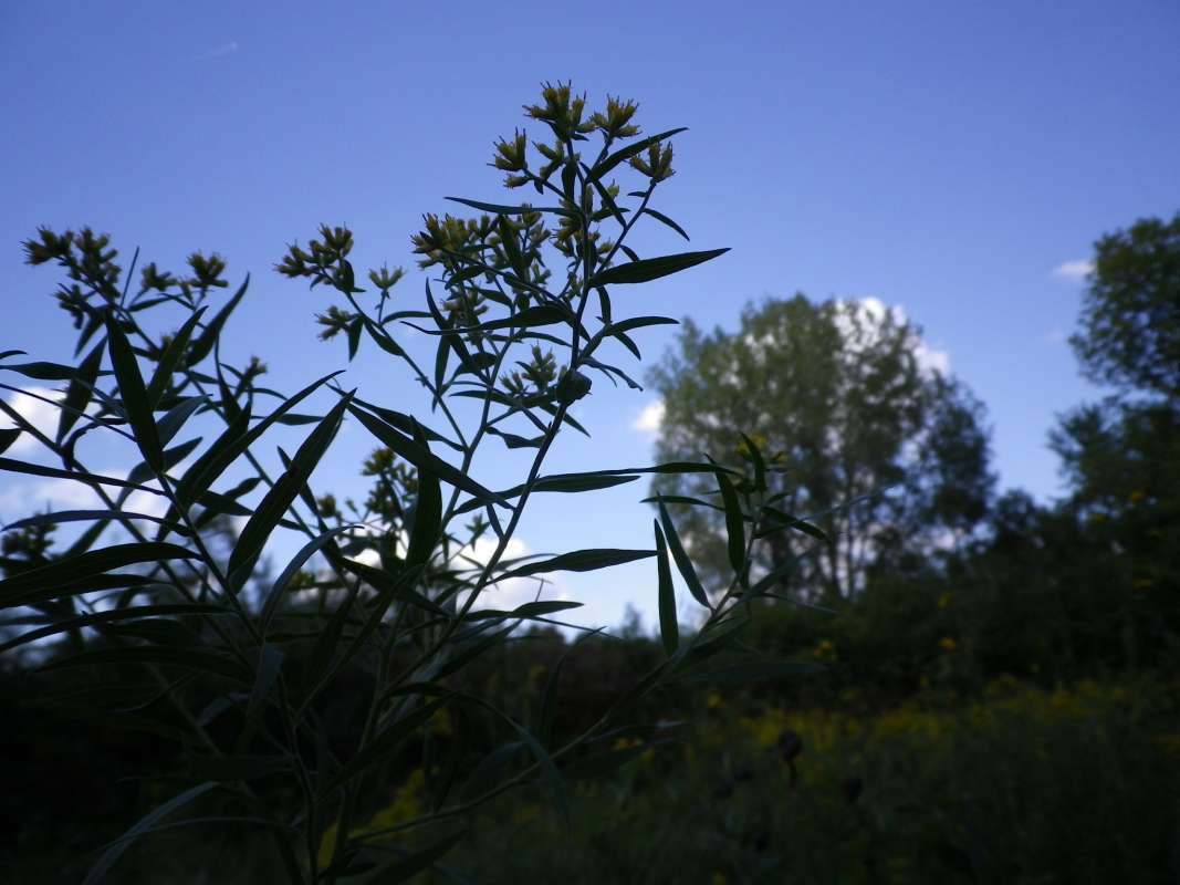 Silhouette<br>(Location of Picture: Field, Grant Wds, Il, USA, IX, 2011)