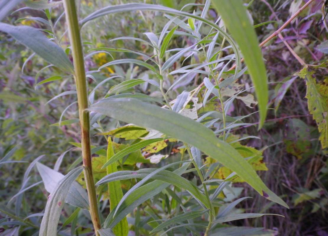 Stem<br>(Location of Picture: Field, Grant Wds, Il, USA, IX, 2011)