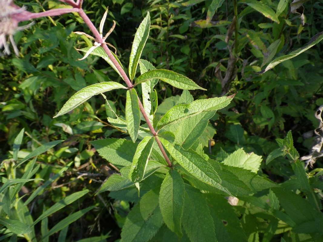 Stem<br>(Location of Picture: Field, Grant Wds, Illinois, USA, 11)