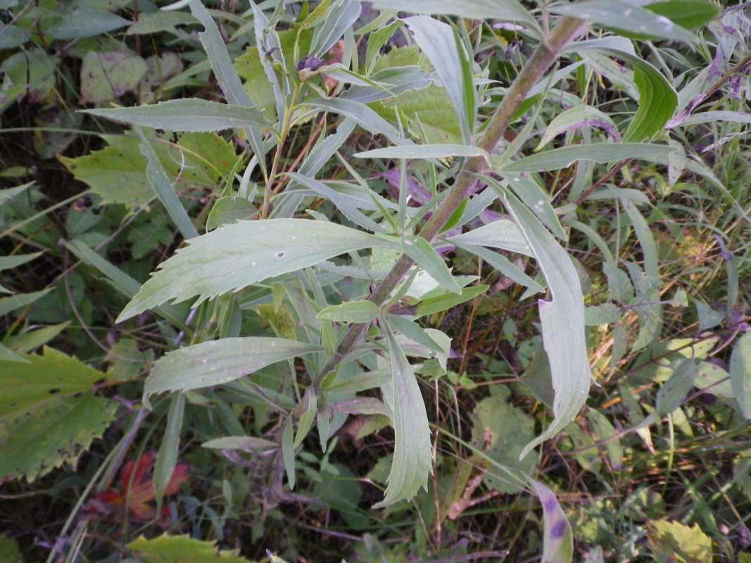 Leaf<br>(Location of Picture: Grant Woods, Sept 17, 2011)