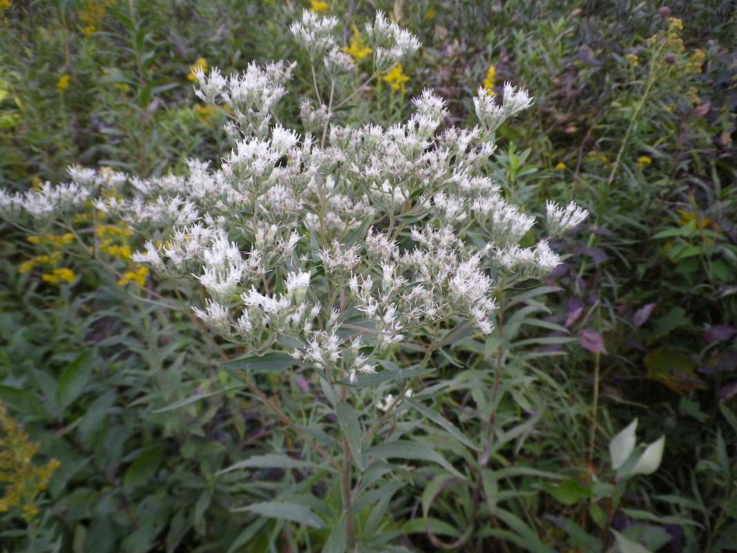 Top of Plant in Bloom<br>(Location of Picture: Grant Woods, Sept 17, 2011)