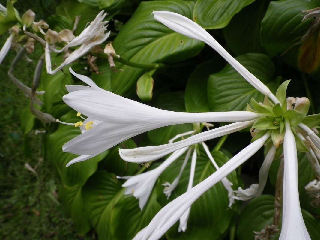 Flower - Side View<br>(Location of Picture: Garden, McHenry, Il, Fall, 2011)
