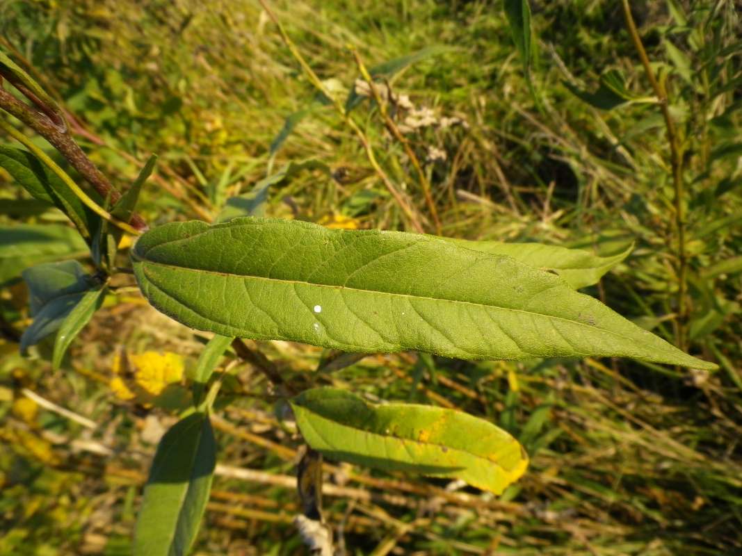 Mid Stem Leaf<br>(Location of Picture: N. Zion Beach Pk, Oct 7, 2011)