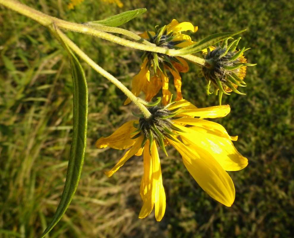 Lanceolate Upper Leaf<br>(Location of Picture: N. Zion Beach Pk, Oct 7, 2011)