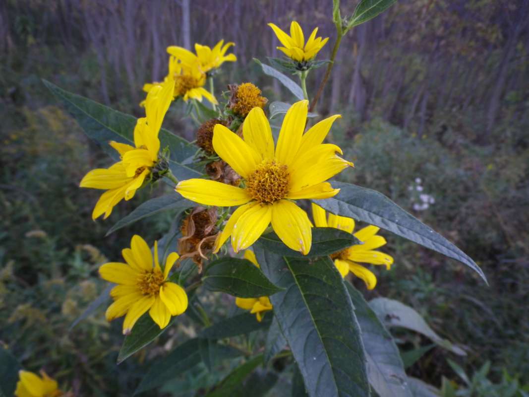 Top of Plant in Bloom<br>(Location of Picture: N. Zion Beach Pk, Oct 7, 2011)