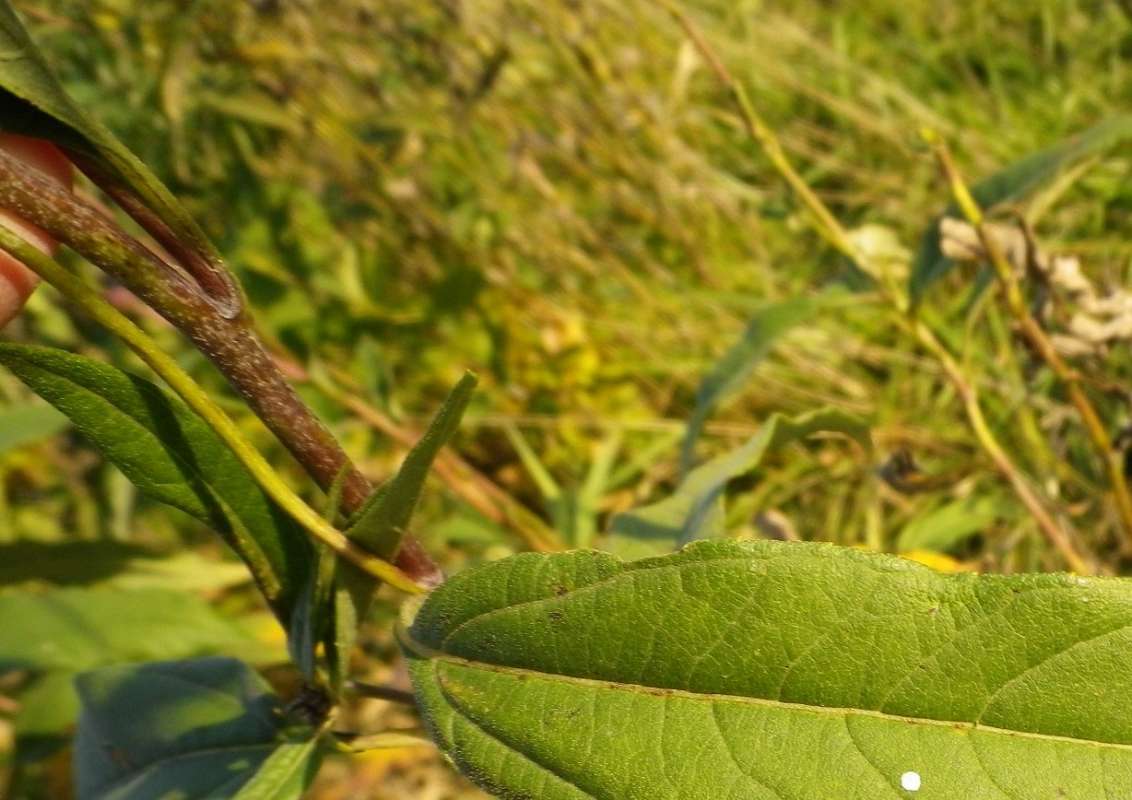 Stem<br>(Location of Picture: N. Zion Beach Pk, Oct 7, 2011)