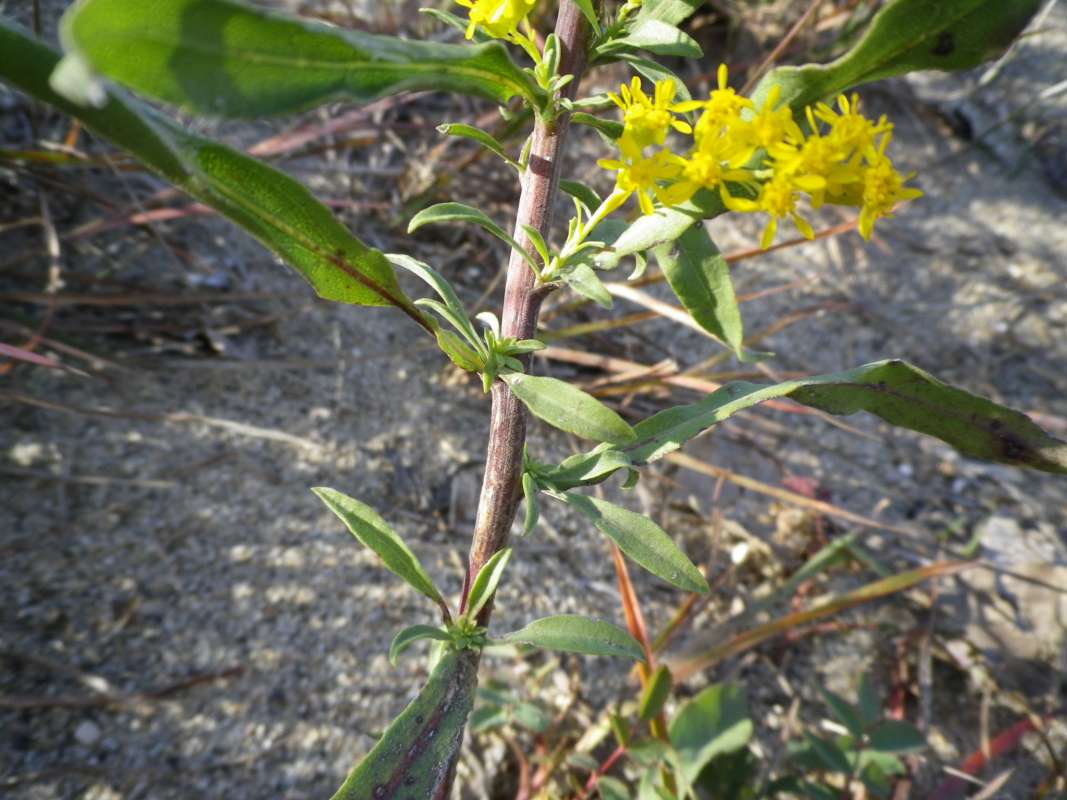 Stem<br>(Location of Picture: Near Shore, NZBP, Oct 7, 2011)