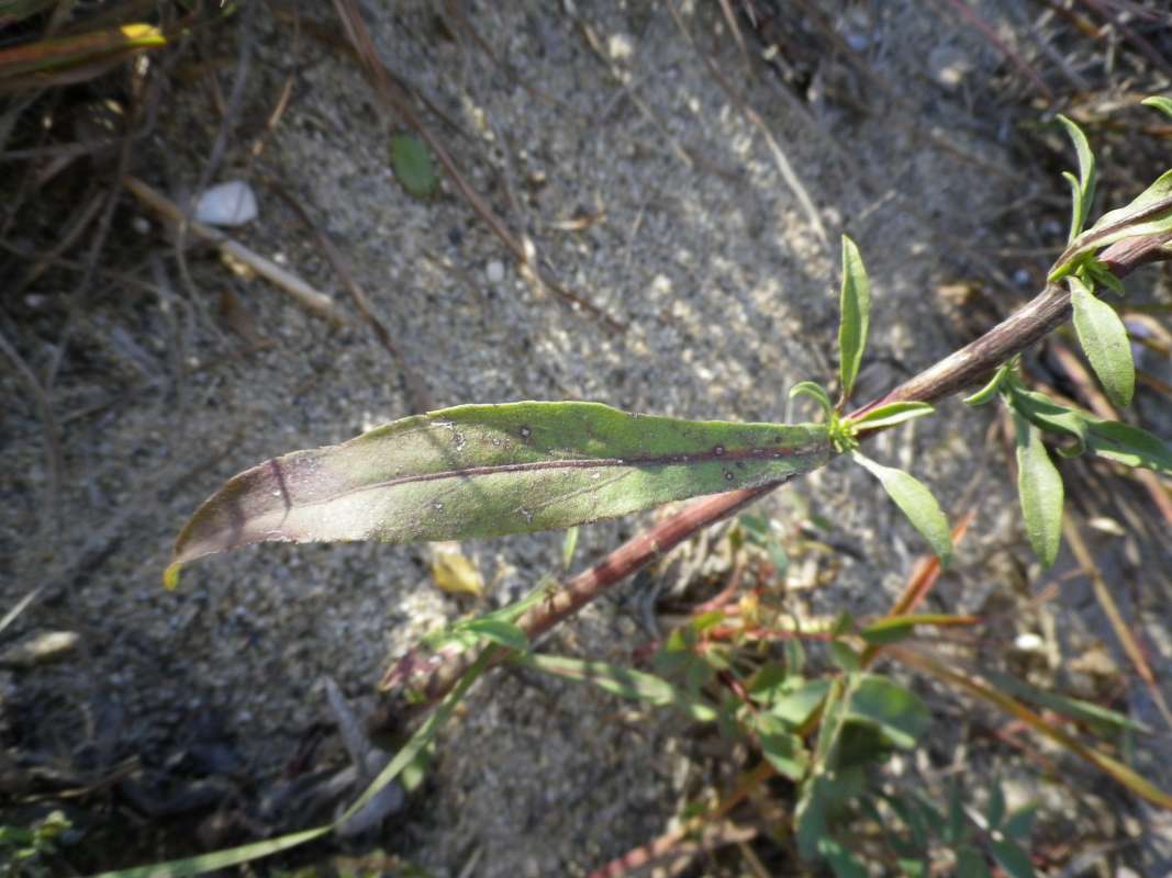 Leaf<br>(Location of Picture: Near Shore, NZBP, Oct 7, 2011)