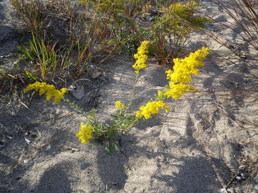 Habitat<br>(Location of Picture: Near Shore, NZBP, Oct 7, 2011)