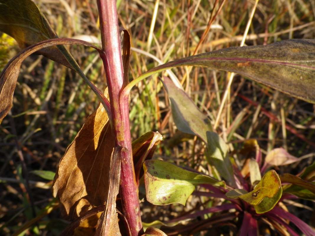 Red Stem<br>(Location of Picture: N. Zion Beach State Park, Il, USA)