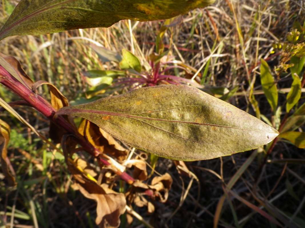 Leaf<br>(Location of Picture: NBSC, Illinois, USA, Oct 7, 2011)