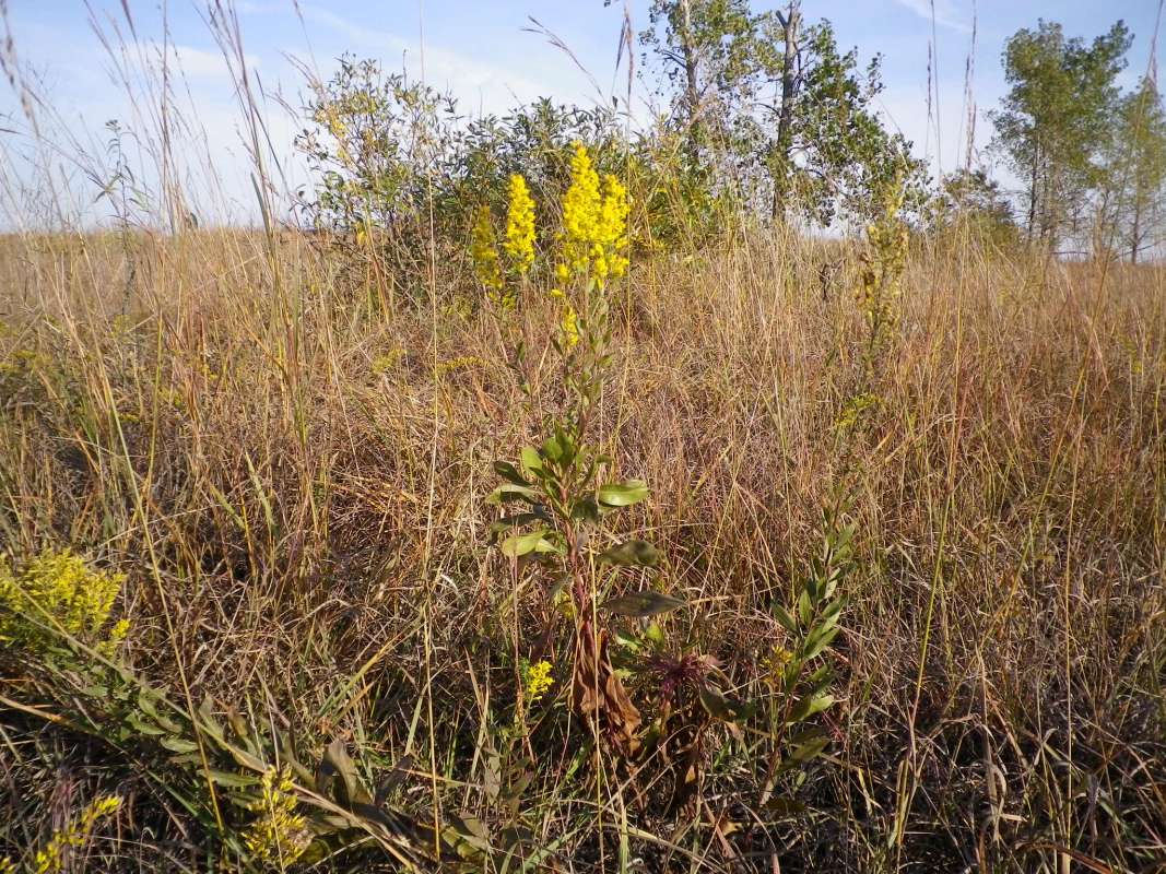 Habitat<br>(Location of Picture: NBSC, Illinois, USA, Oct 7, 2011)
