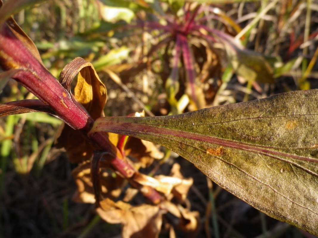 Petiole<br>(Location of Picture: NBSC, Illinois, USA, Oct 7, 2011)