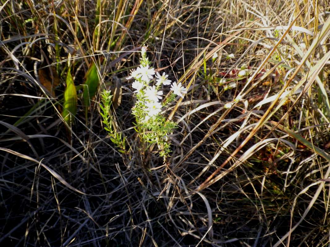 Habitat<br>(Location of Picture: N. Beach, Zion, Il, USA, 2011)