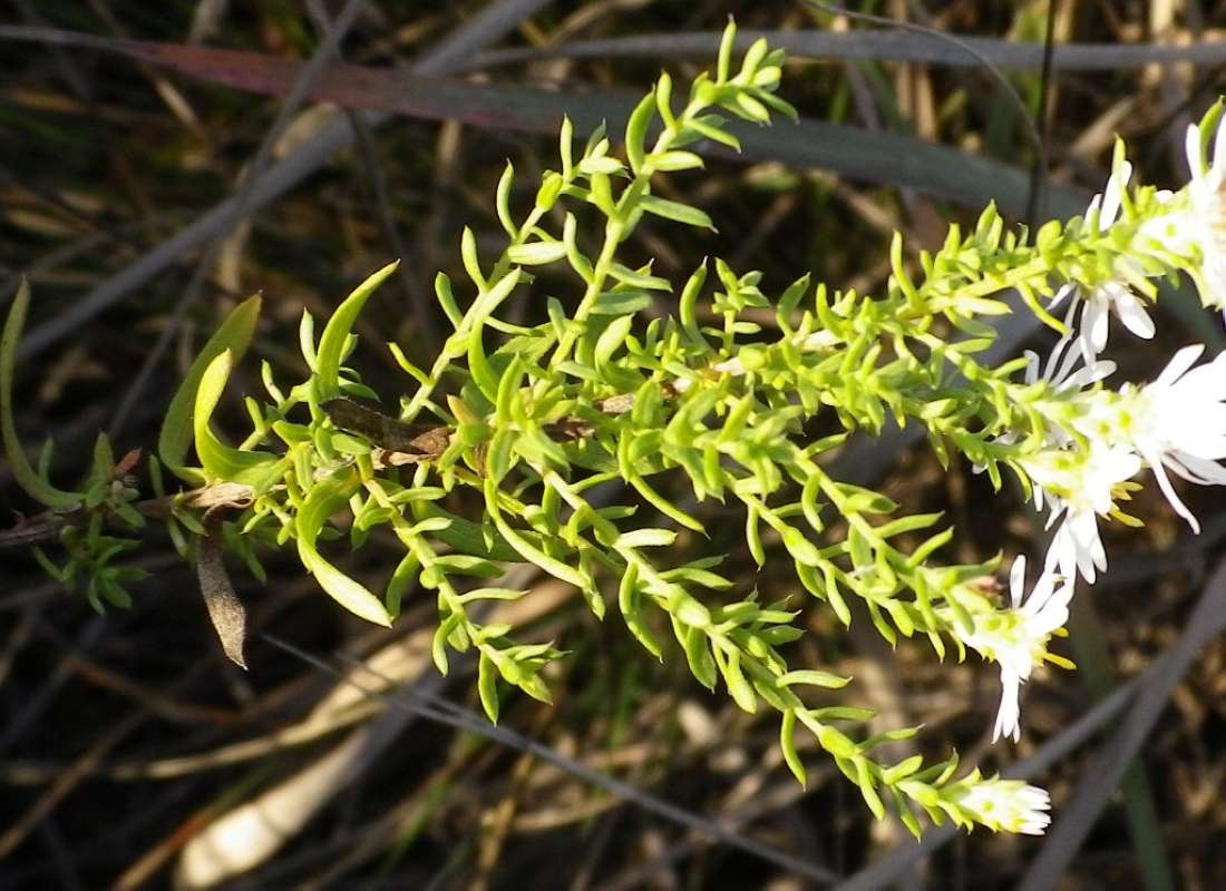 Leaves<br>(Location of Picture: N. Beach, Zion, Il, USA, 2011)