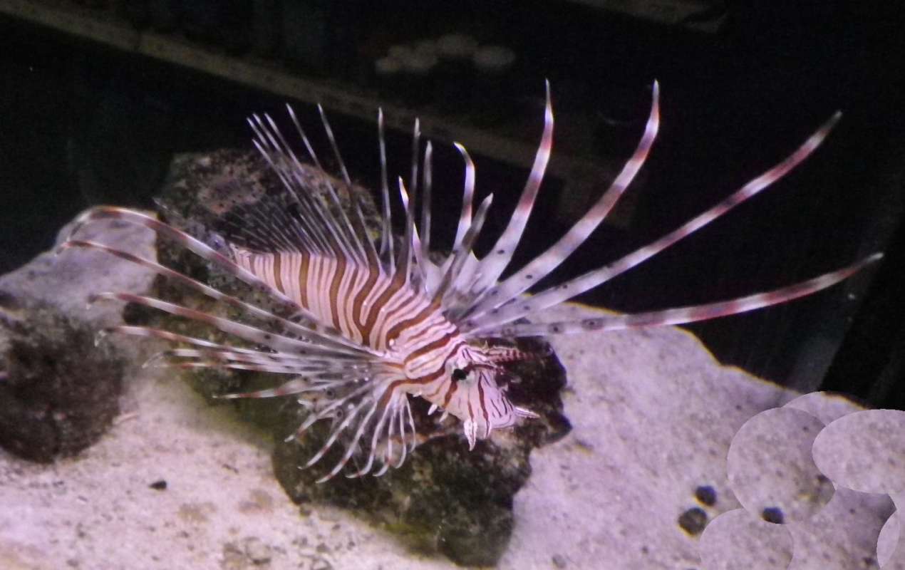 Front View Dorsal<br>(Location of Picture: Round Lake Pet Store, Illinois, '11)