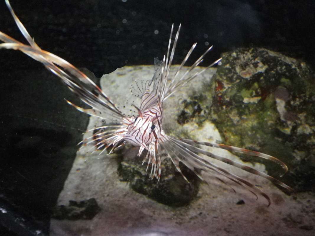 Front View<br>(Location of Picture: Round Lake Pet Store, Illinois, '11)