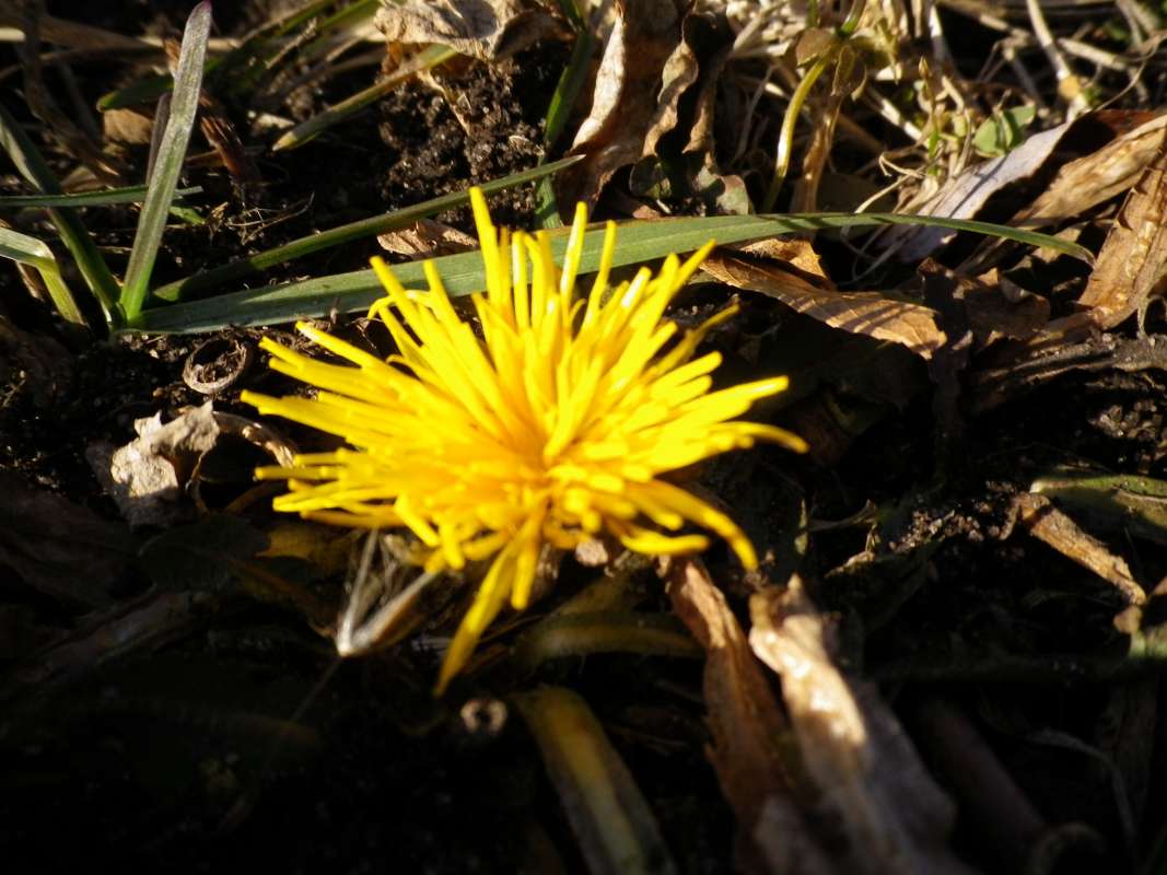 Flower Front View<br>(Location of Picture: Round Lake, Il, USA, Jan 11, 2012)