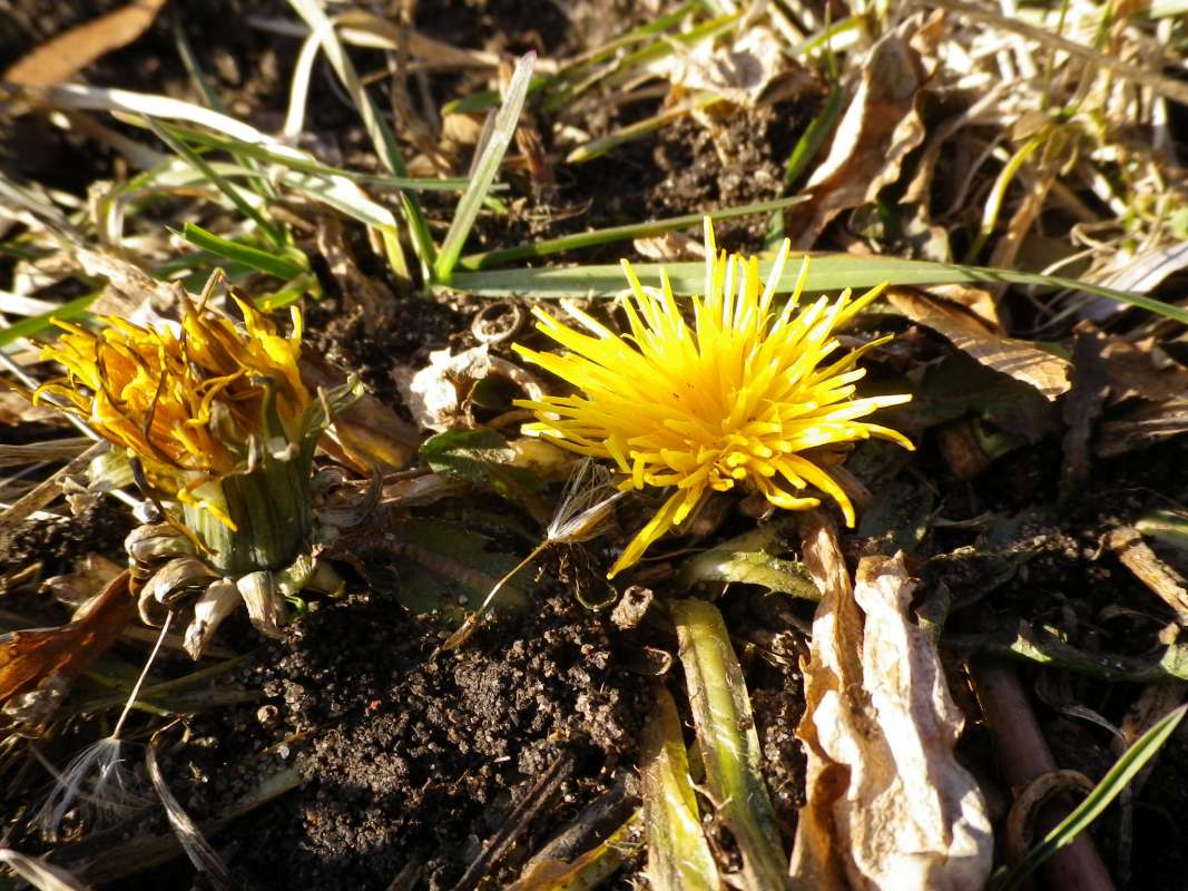 Flower Rear View<br>(Location of Picture: Round Lake, Il, USA, Jan 11, 2012)