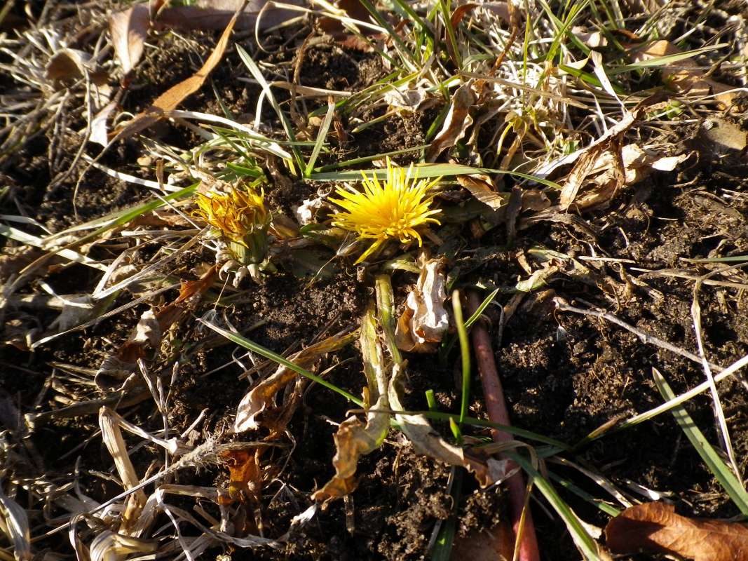 Flower with Leaves<br>(Location of Picture: Round Lake, Il, USA, Jan 11, 2012)